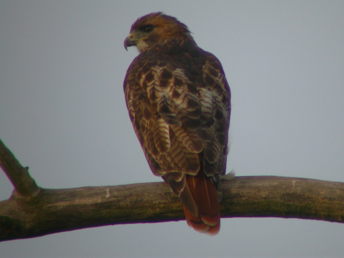 Red-tailed Hawk (borealis) - ML43287961