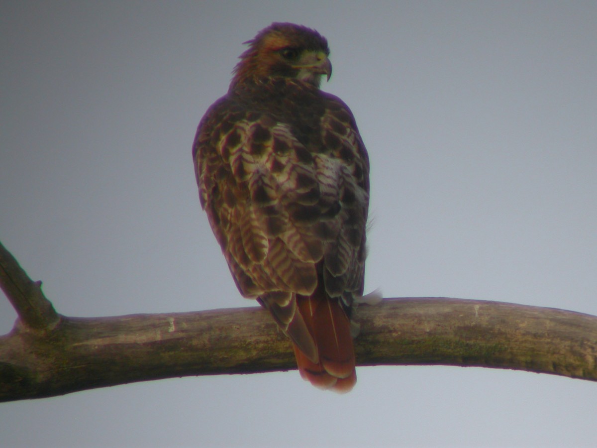 Red-tailed Hawk (borealis) - ML43287971