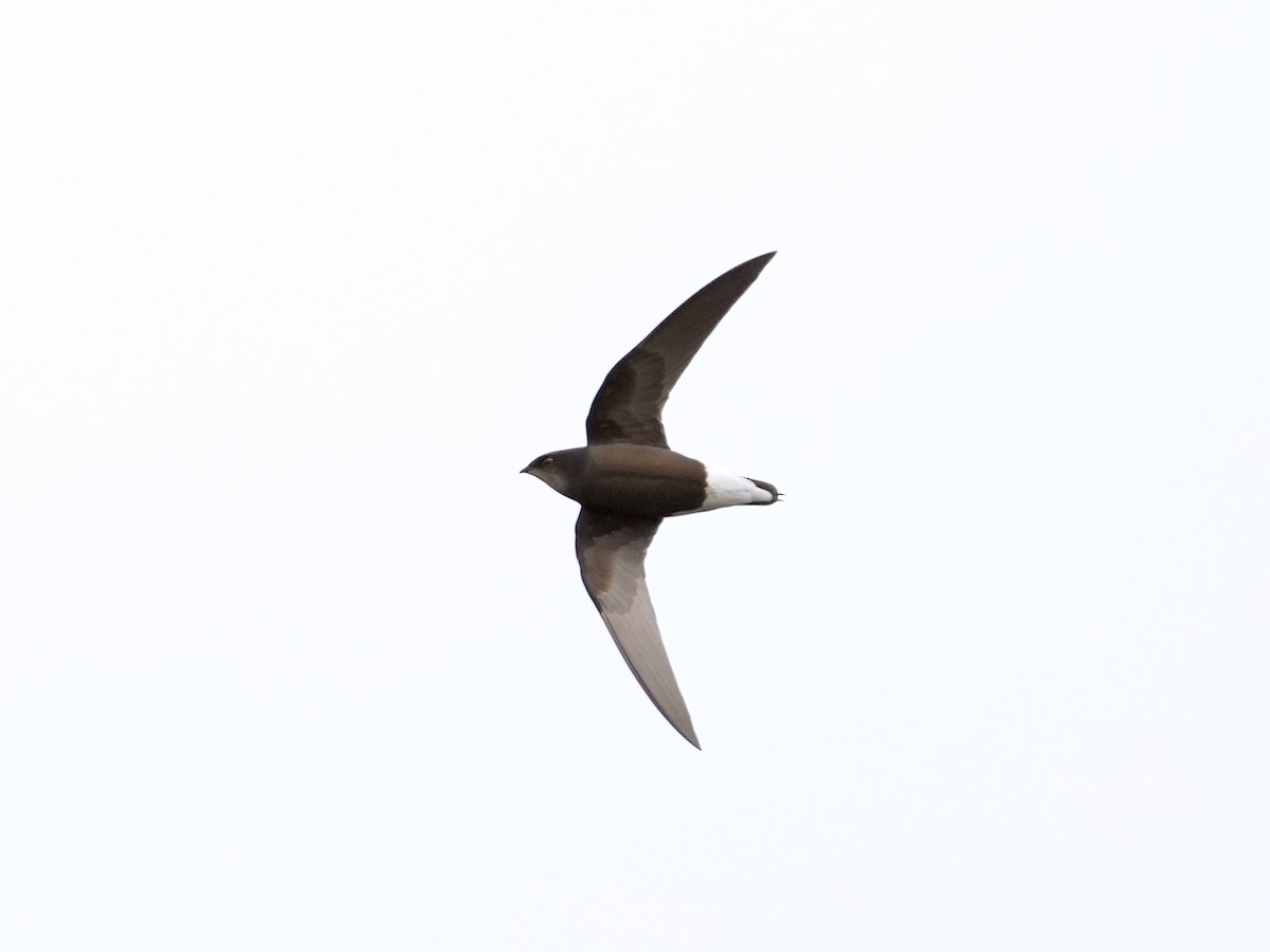 Silver-backed Needletail - ML432881461