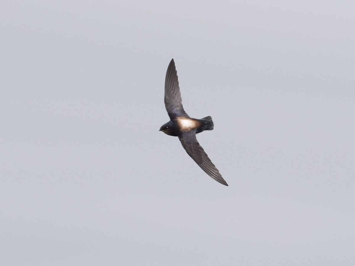 Silver-backed Needletail - ML432881471