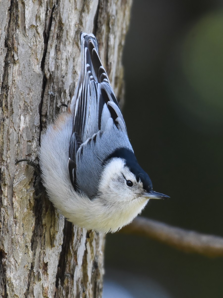 White-breasted Nuthatch - ML432881661