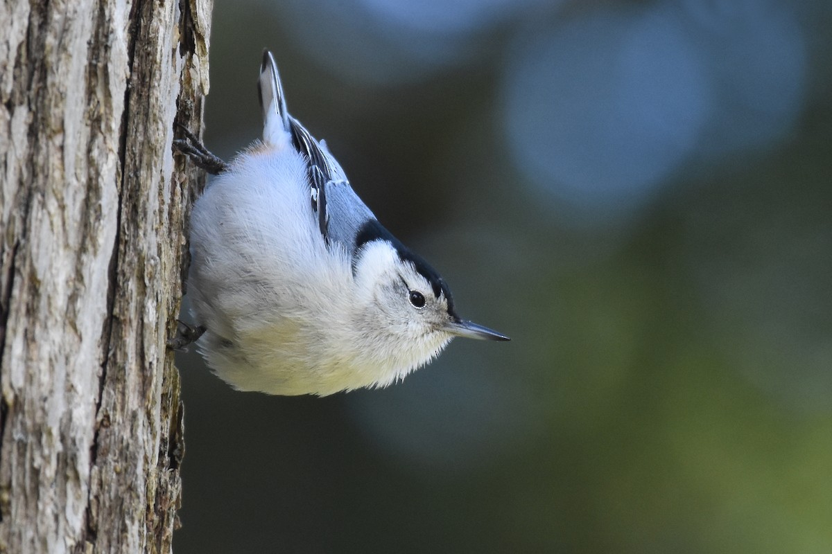 White-breasted Nuthatch - ML432881671
