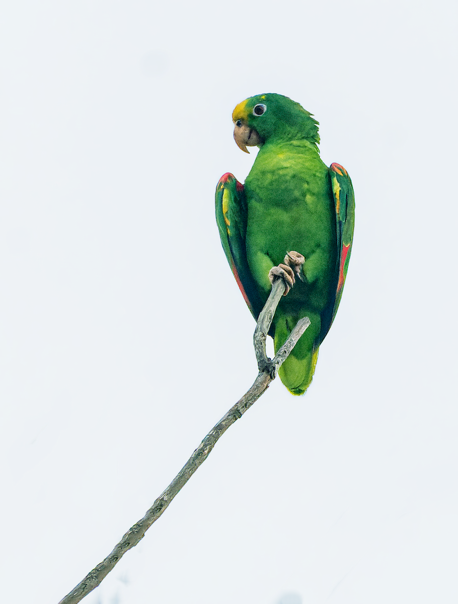 Yellow-crowned Parrot - ML432881801