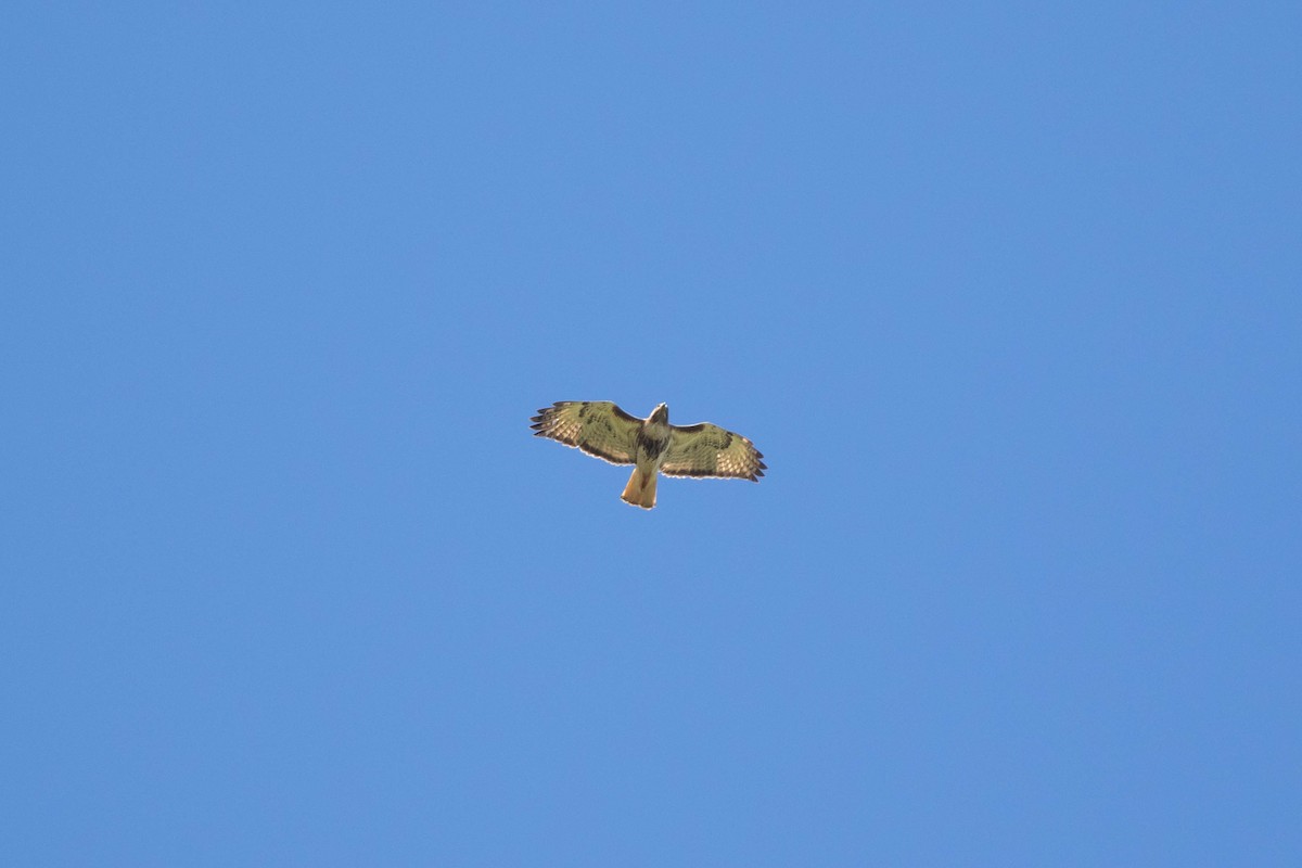 Red-tailed Hawk (jamaicensis) - ML432885041