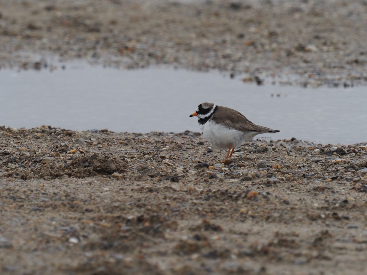 Common Ringed Plover - ML432900491