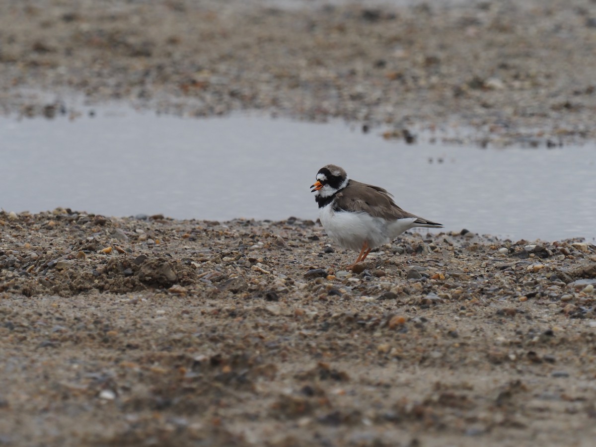 Common Ringed Plover - ML432900521