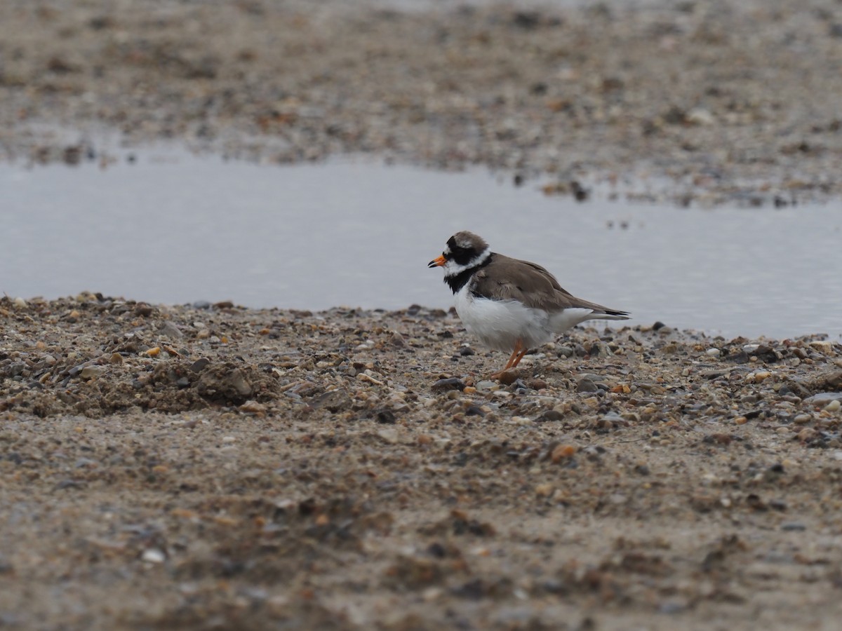 Common Ringed Plover - ML432900591