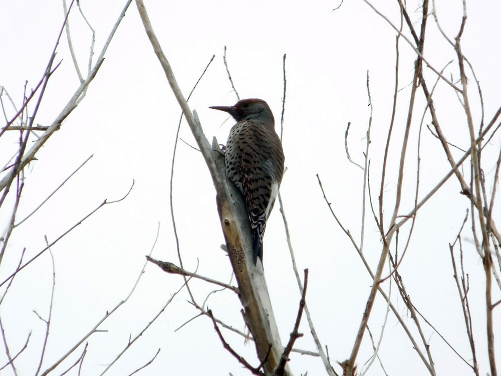 Northern Flicker (Red-shafted) - Colin Sumrall