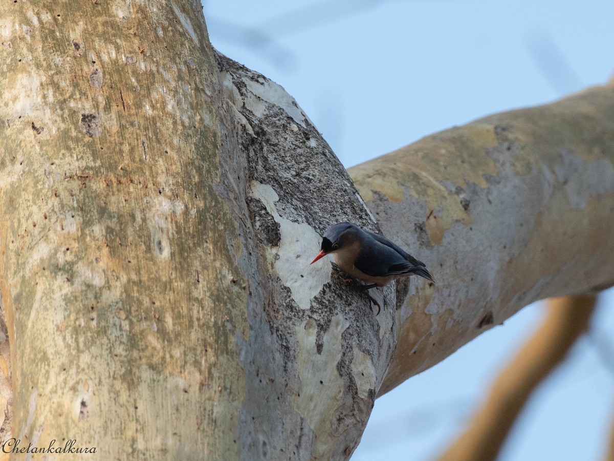 Velvet-fronted Nuthatch - ML432903061
