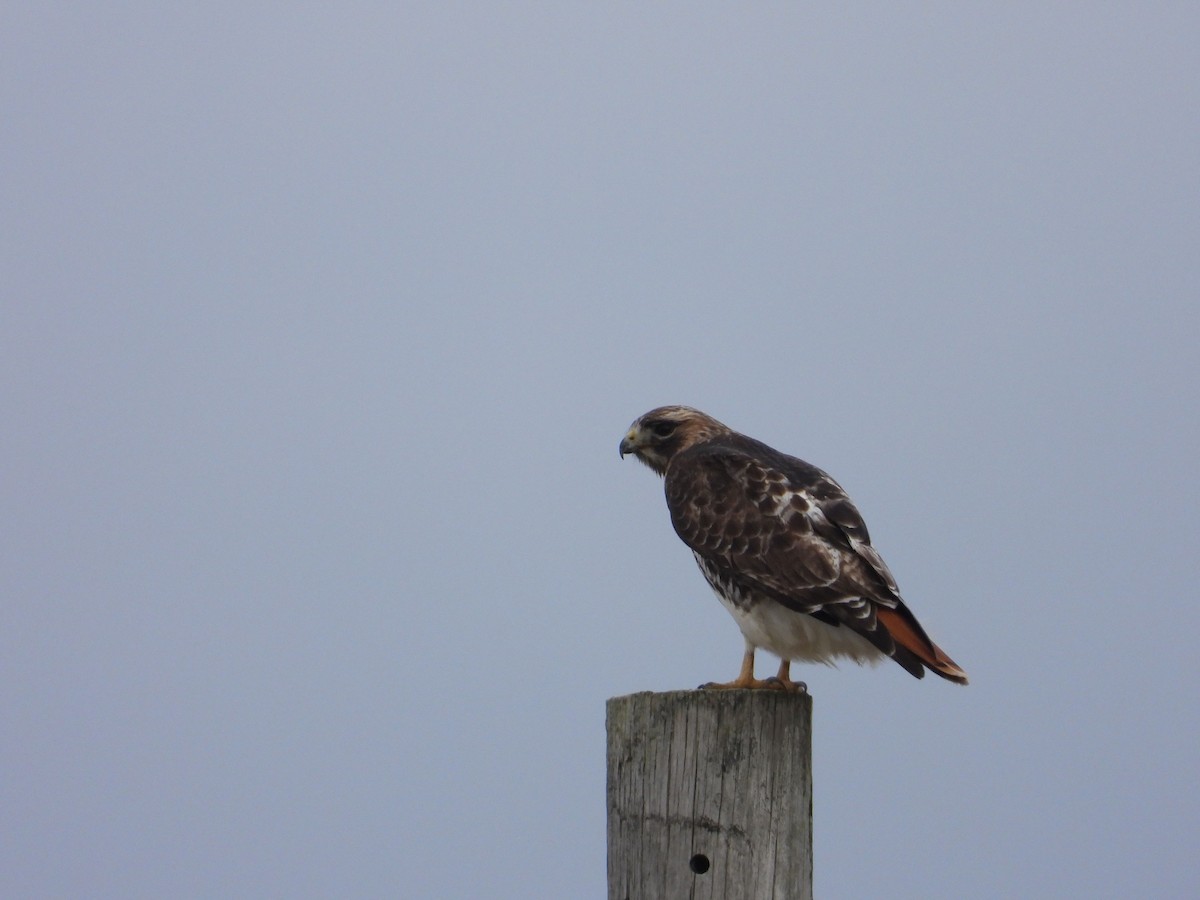 Red-tailed Hawk - ML432903141