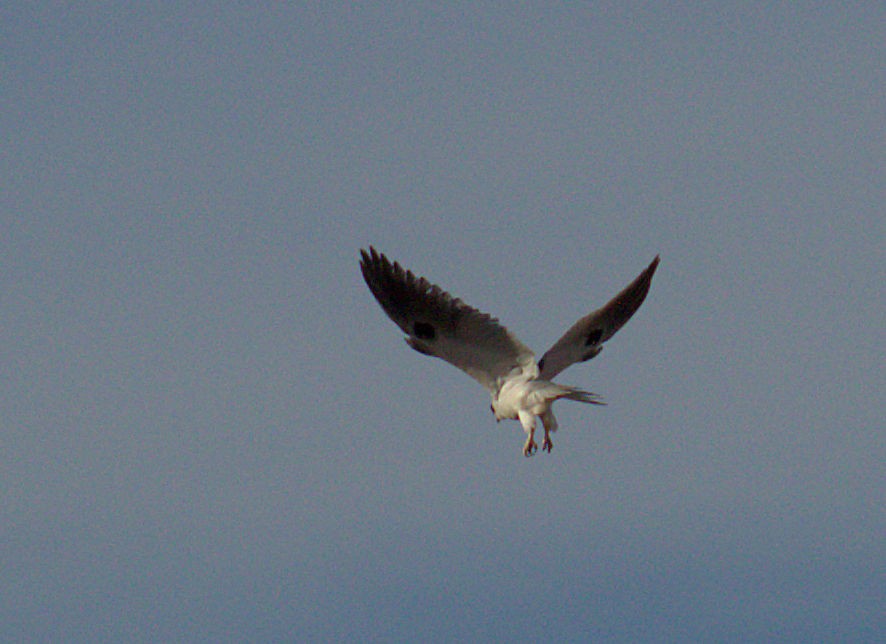 White-tailed Kite - ML43290511