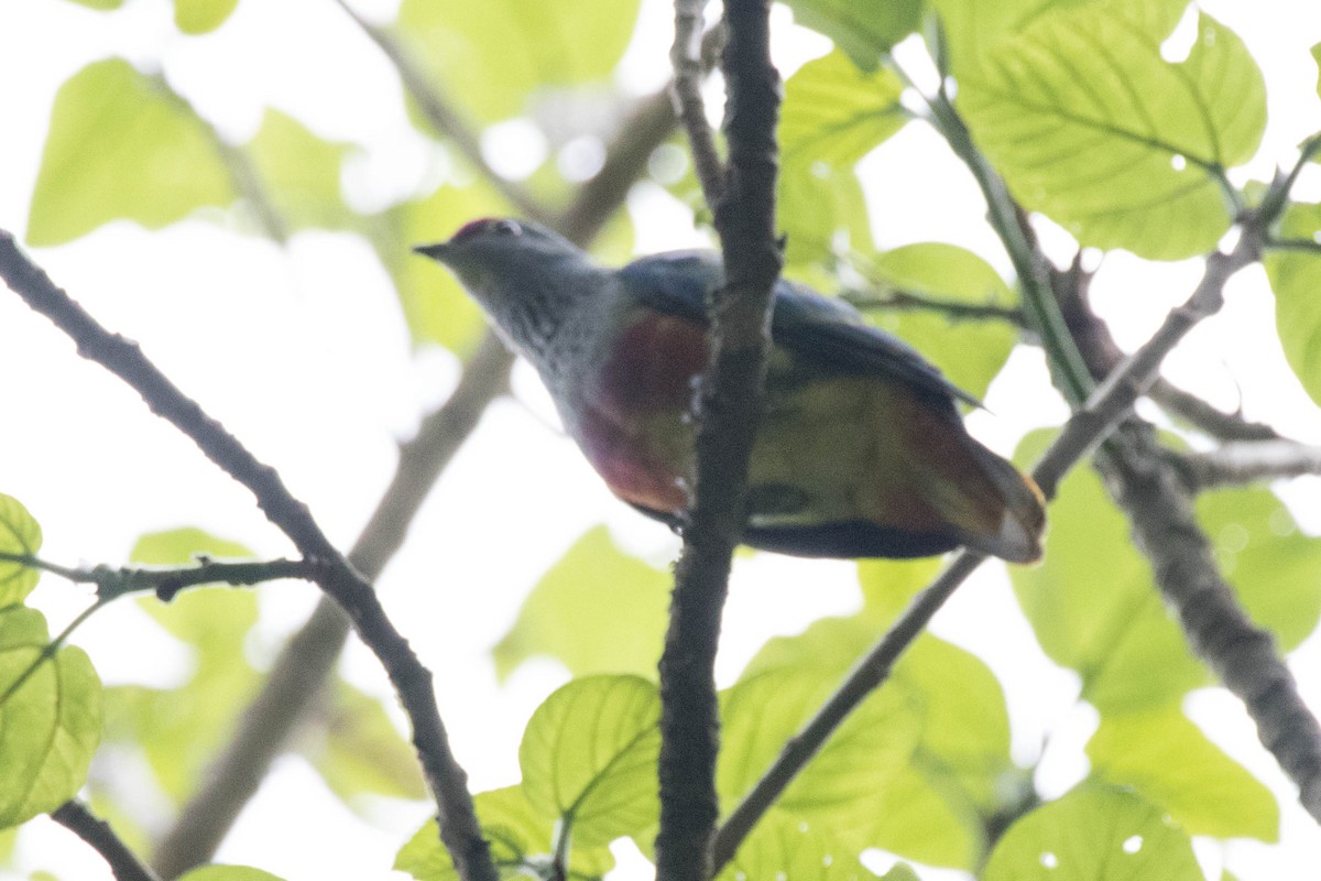 Rose-crowned Fruit-Dove - ML43290991