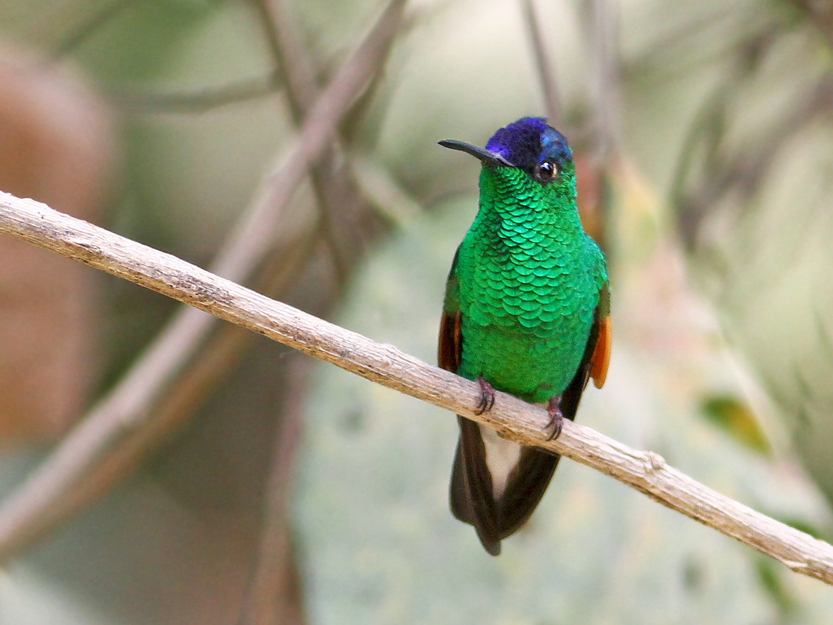 Blue-capped Hummingbird - Andrew Spencer