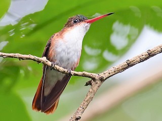 パチ ミドリビタイハチドリ - eBird