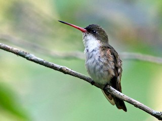 ミドリビタイハチドリ - eBird