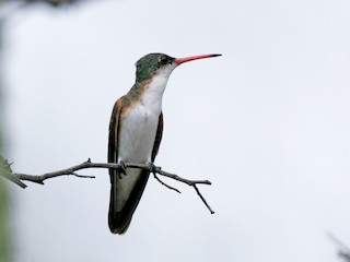 Adult (Green-fronted) - Chris Wood - ML43291361