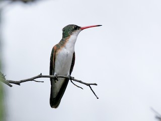 ミドリビタイハチドリ - eBird