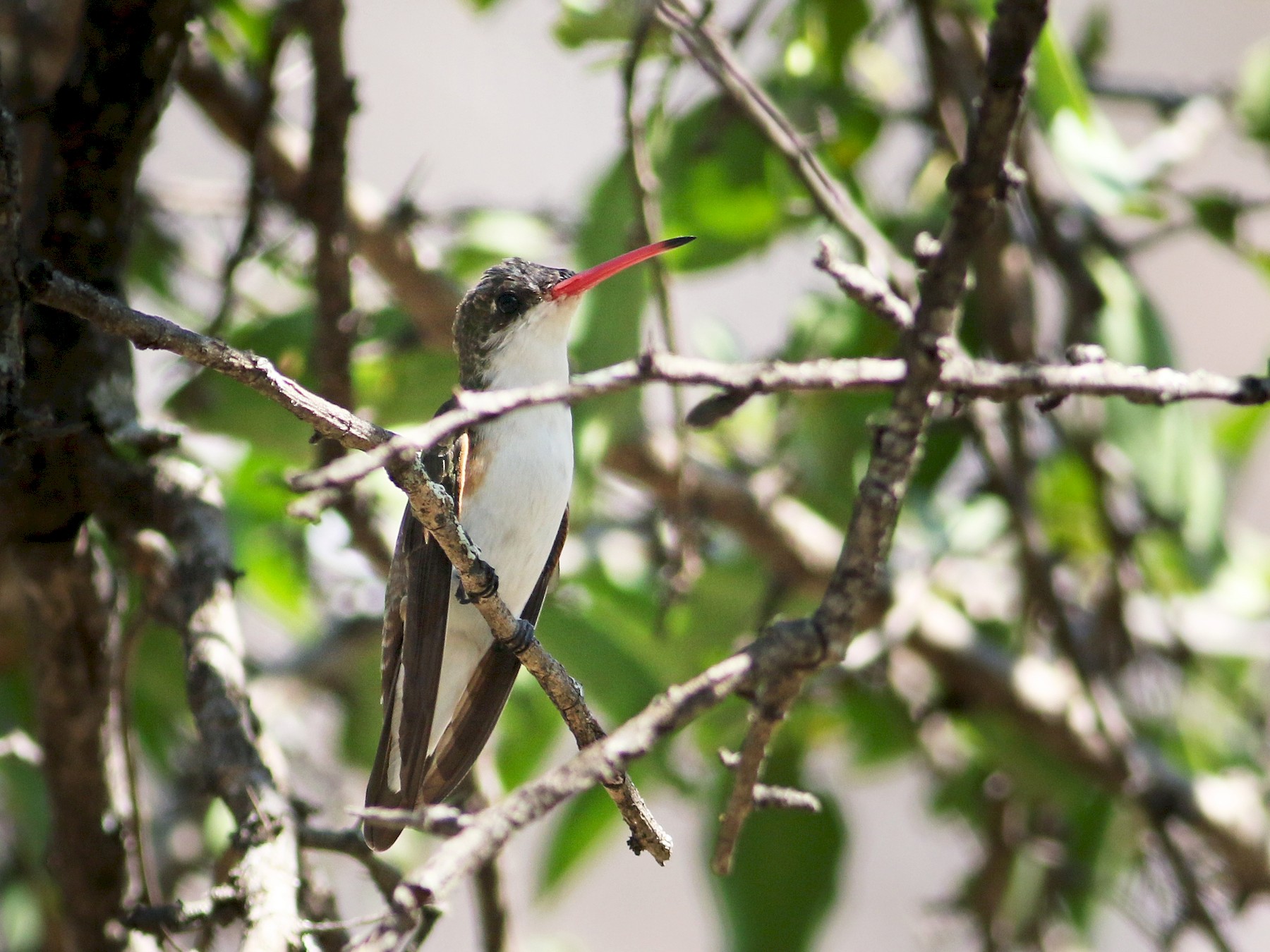 Green-fronted Hummingbird - Andrew Spencer