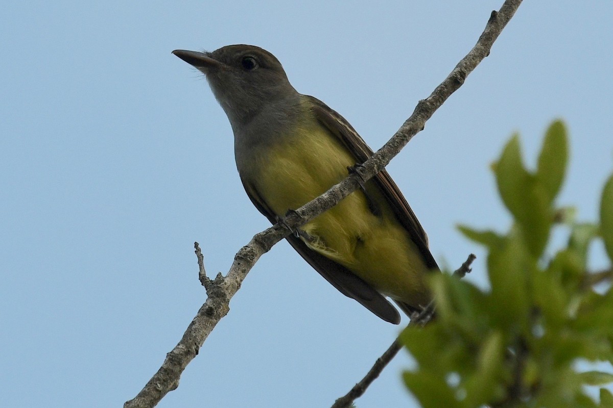 Great Crested Flycatcher - ML432915091