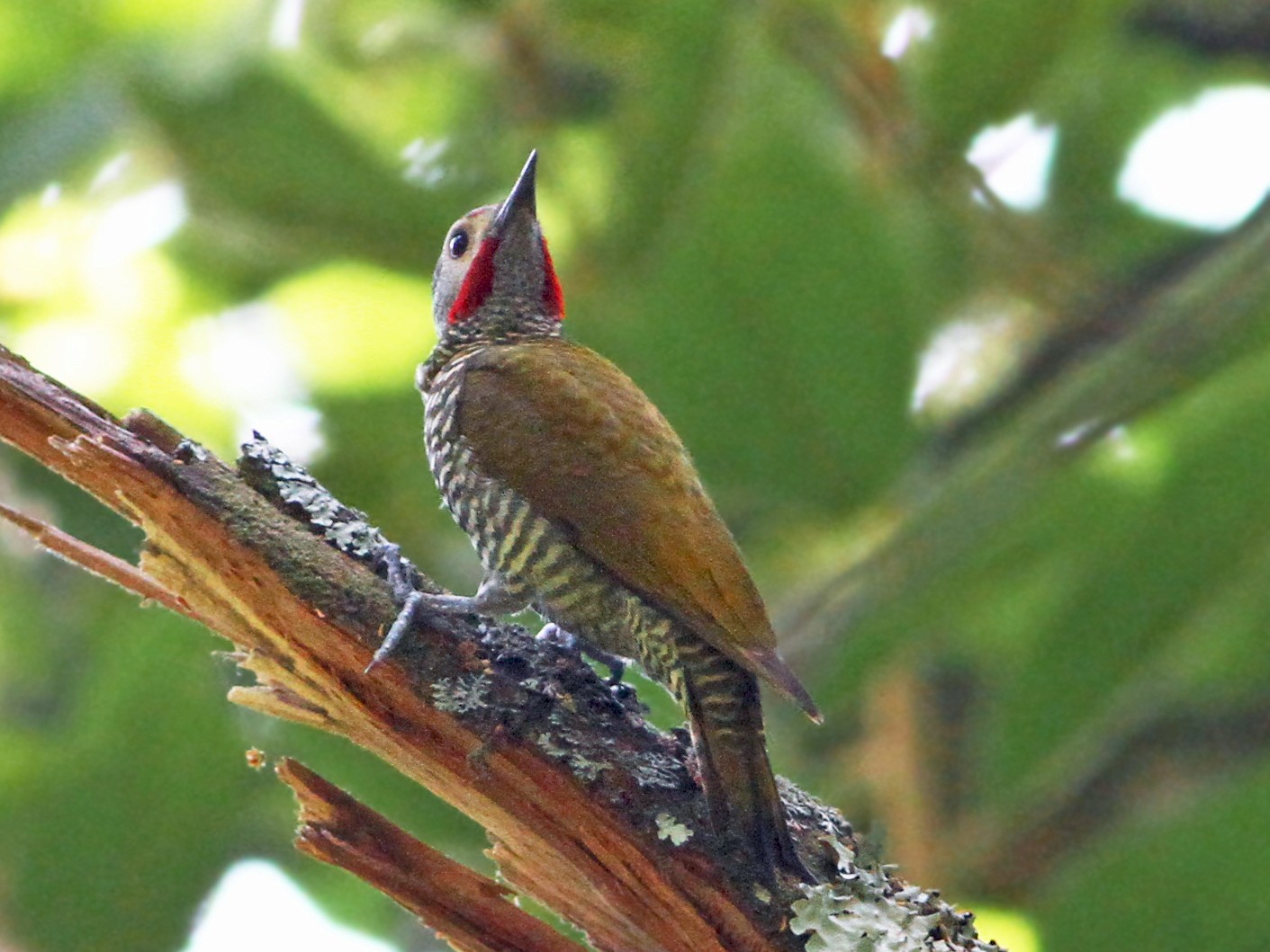 Gray-crowned Woodpecker - Andrew Spencer