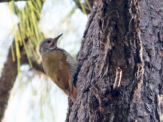 Graukappenspecht - eBird