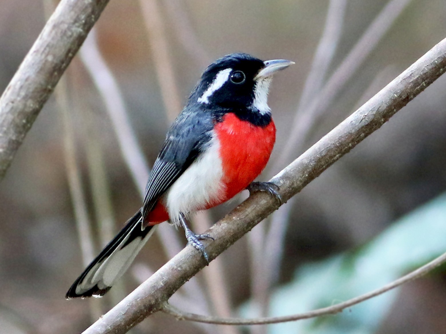 Red-breasted Chat - eBird