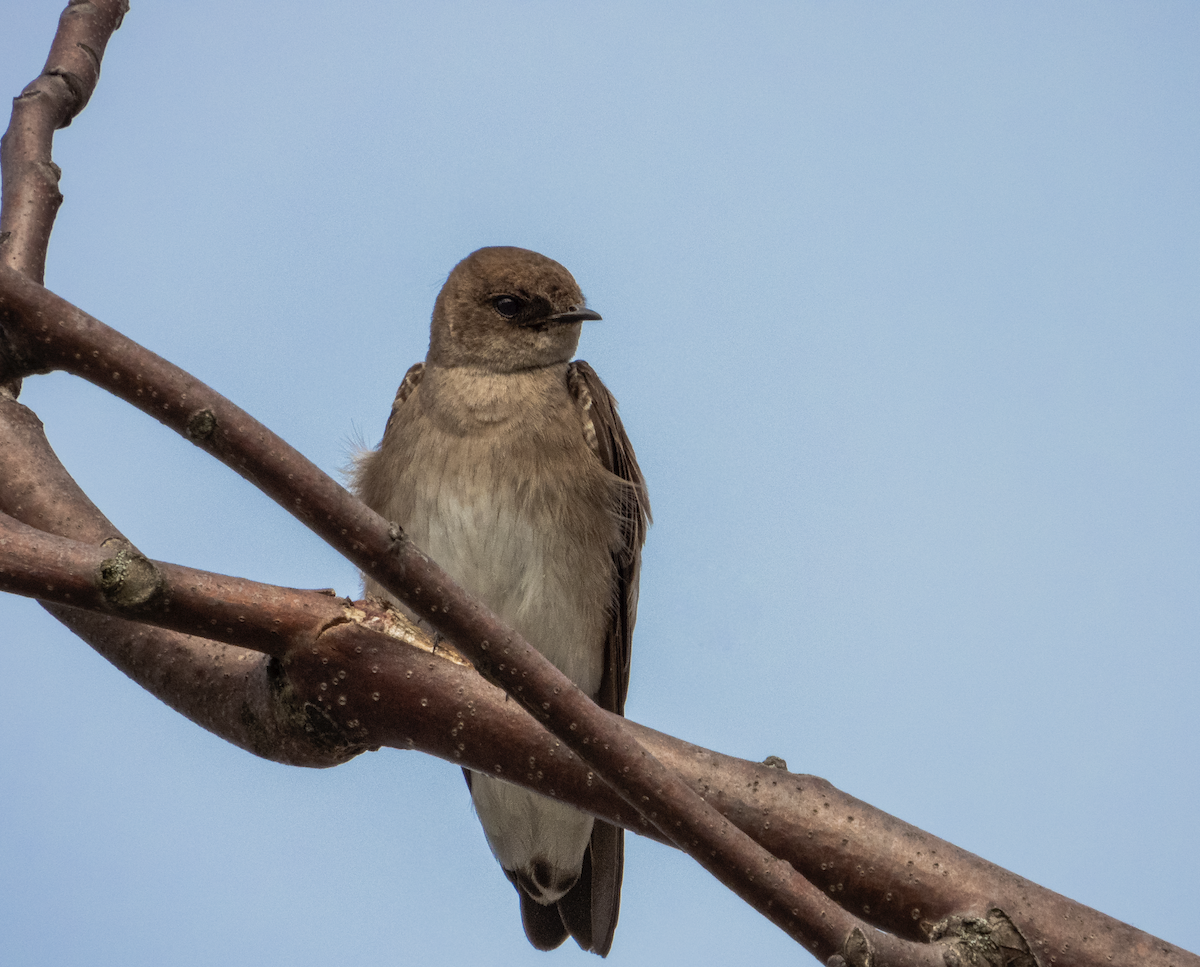 Northern Rough-winged Swallow - Elliott Ress
