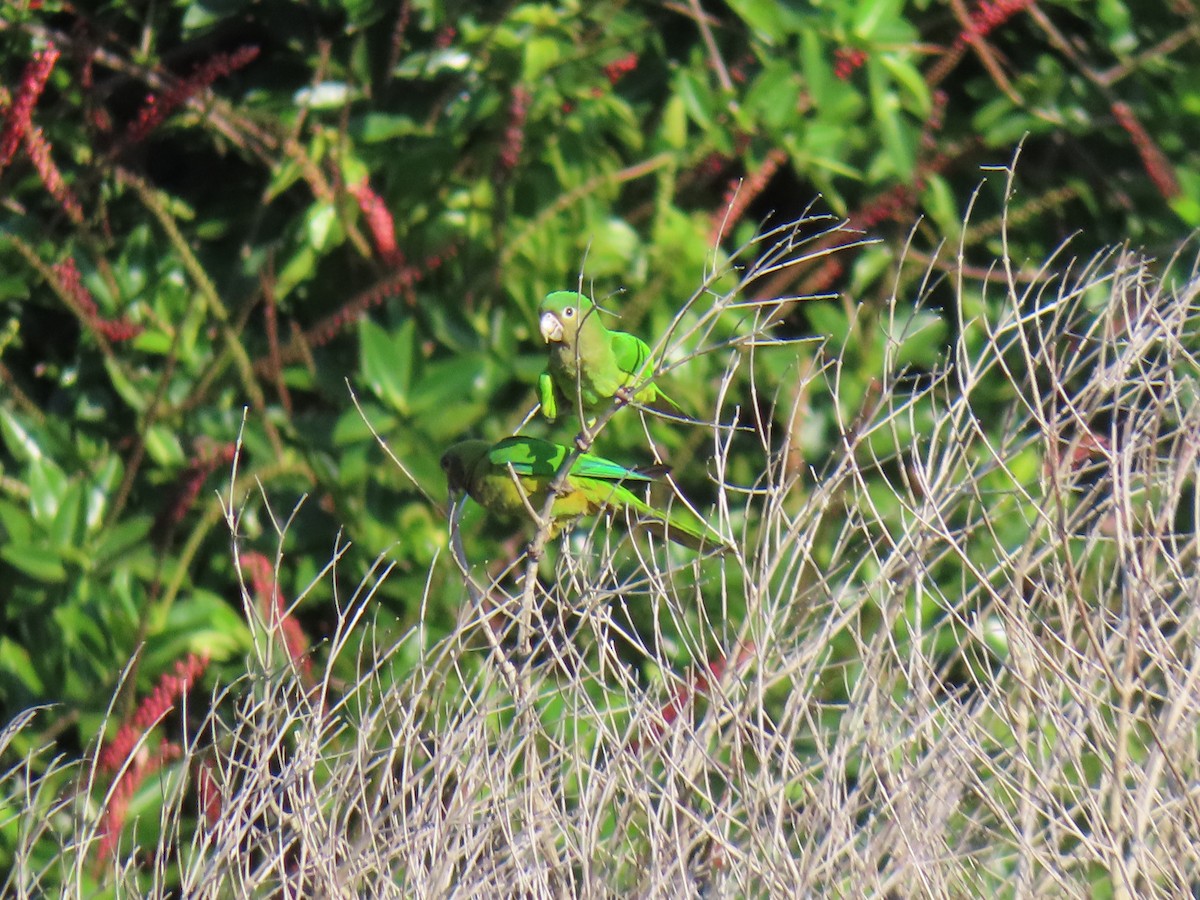 Brown-throated Parakeet (Veraguas) - ML432921381