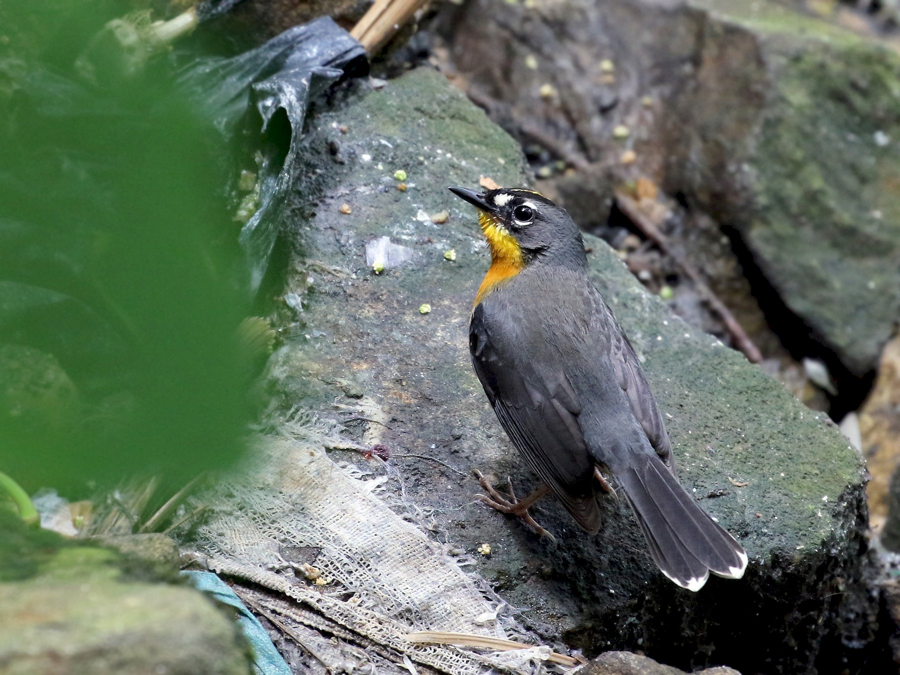 Fan-tailed Warbler - Andrew Spencer