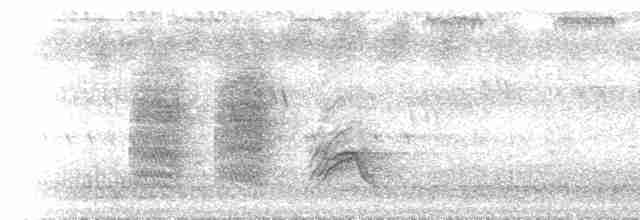 Çatal Kuyruklu Drongo (divaricatus/lugubris) - ML432922991