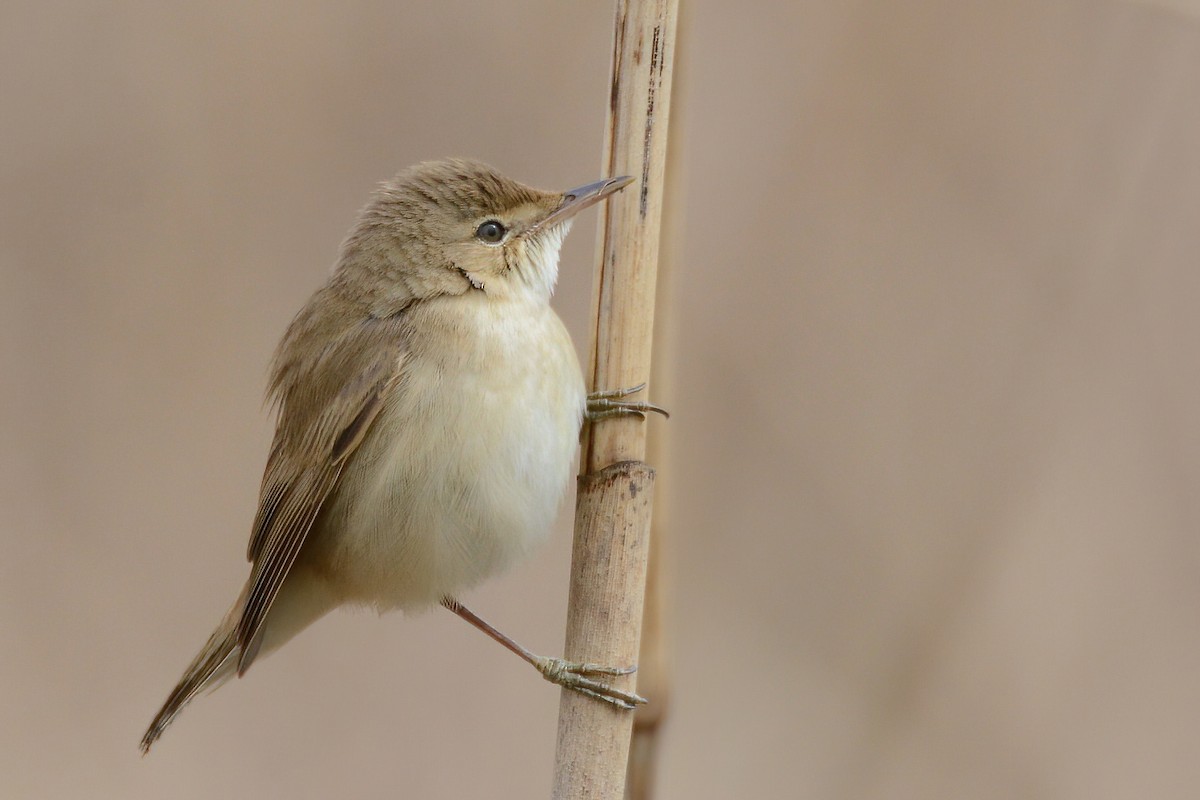 Common Reed Warbler - ML432924081