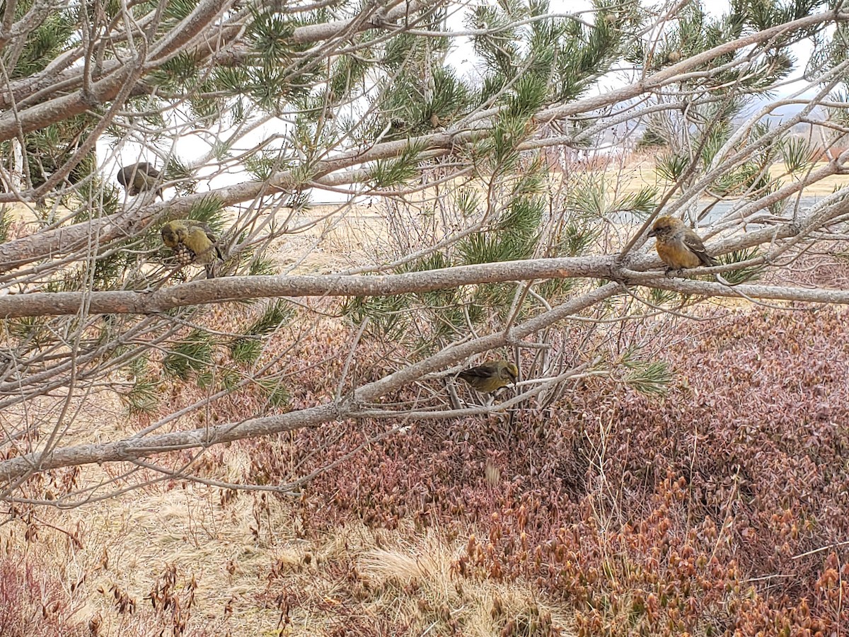 Red Crossbill (Newfoundland or type 8) - ML432927411