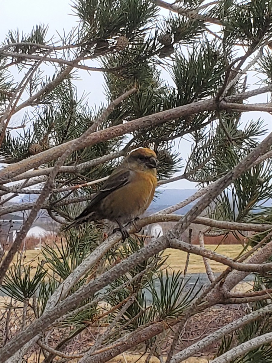 Red Crossbill (Newfoundland or type 8) - ML432927481