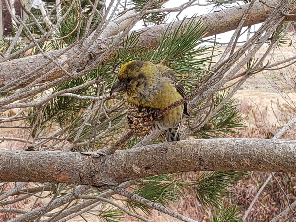 Red Crossbill (Newfoundland or type 8) - ML432927671