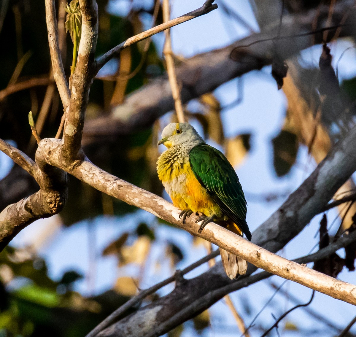 Rose-crowned Fruit-Dove - ML432931851