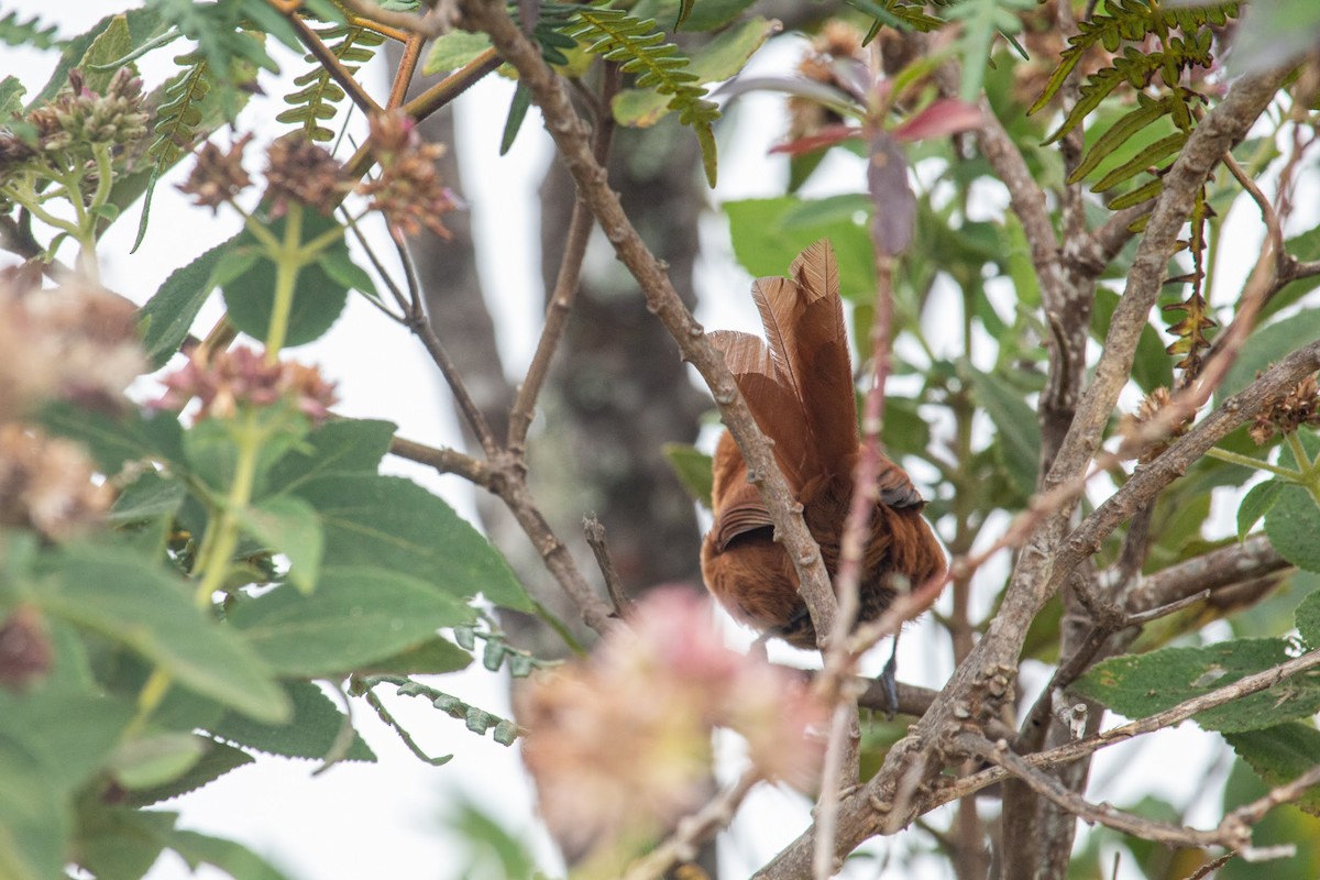 Black-throated Spinetail - ML432932991