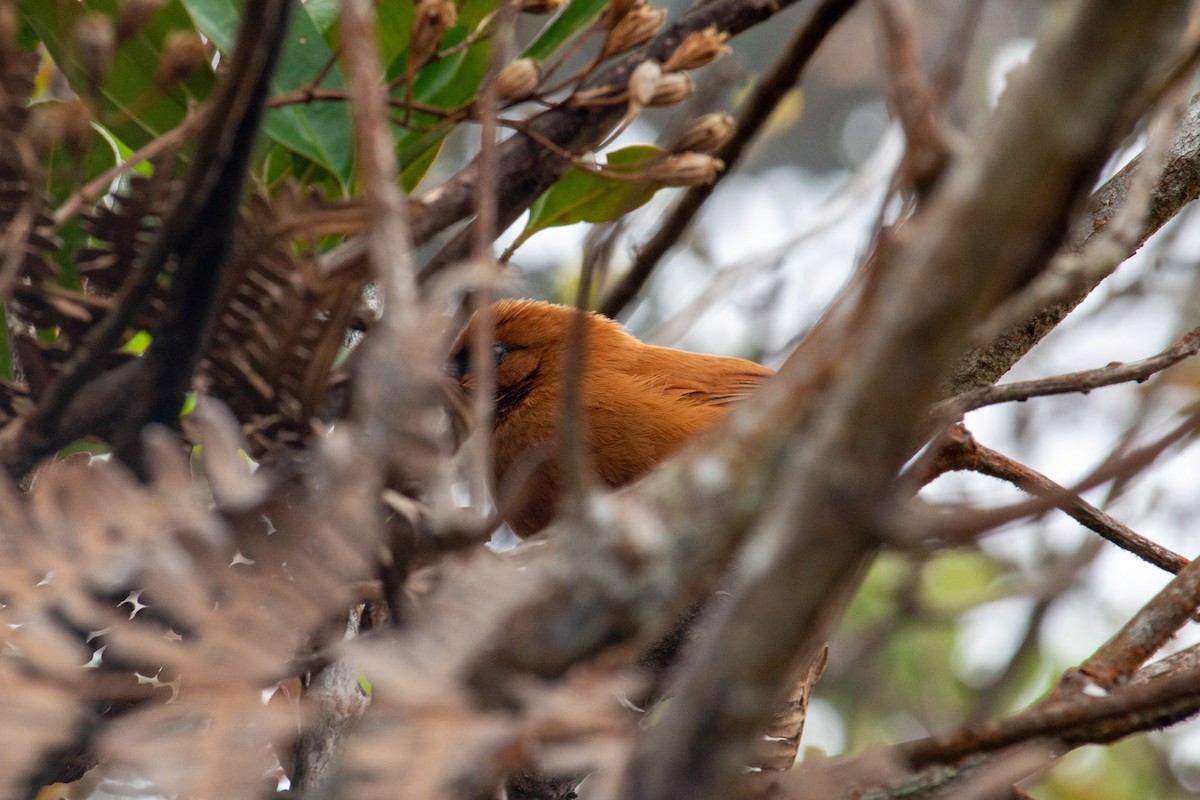 Black-throated Spinetail - ML432933001