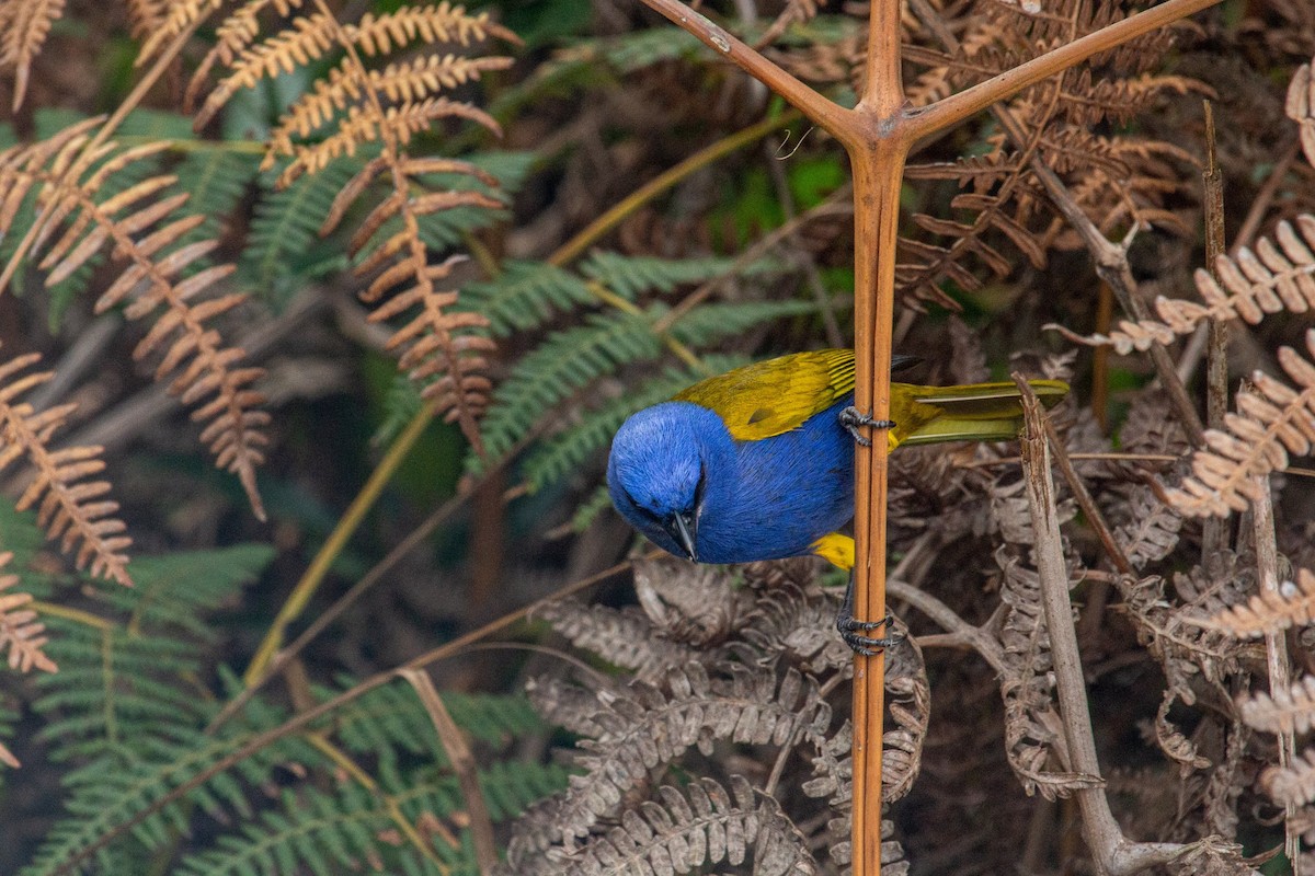 Blue-capped Tanager - ML432933021