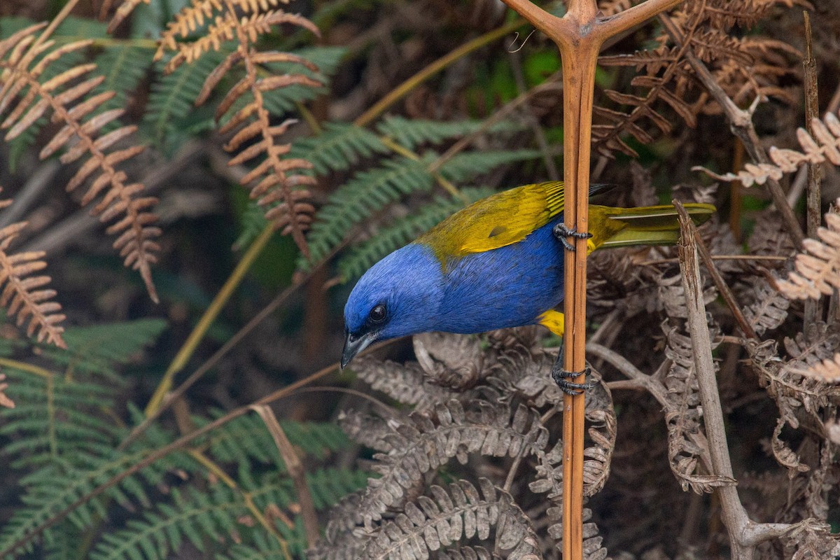 Blue-capped Tanager - ML432933031