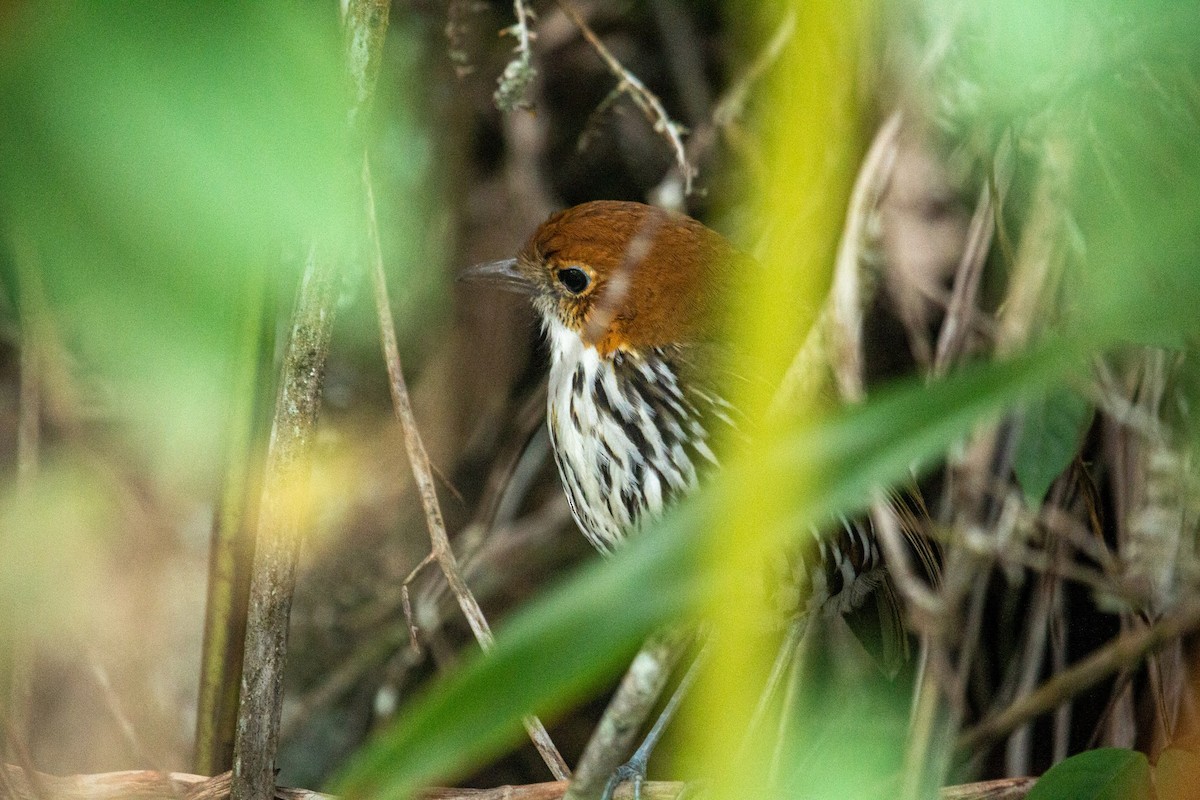 Chestnut-crowned Antpitta - Francisco Russo