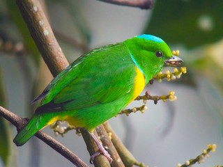  - Blue-crowned Chlorophonia