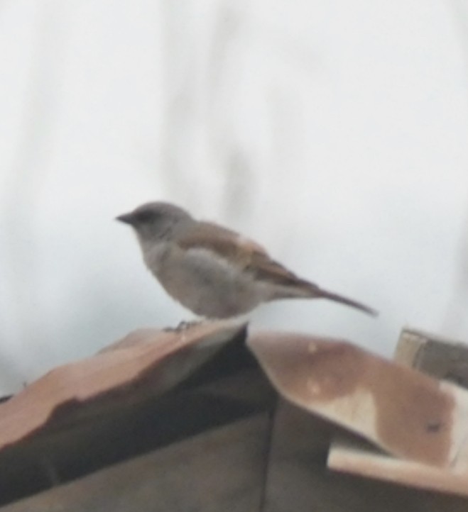 Northern Gray-headed Sparrow - ML432952441