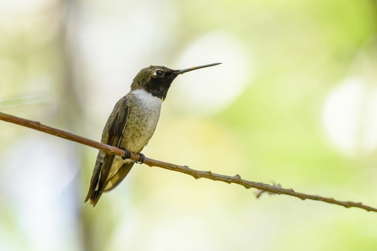 Black-chinned Hummingbird - ML432960501