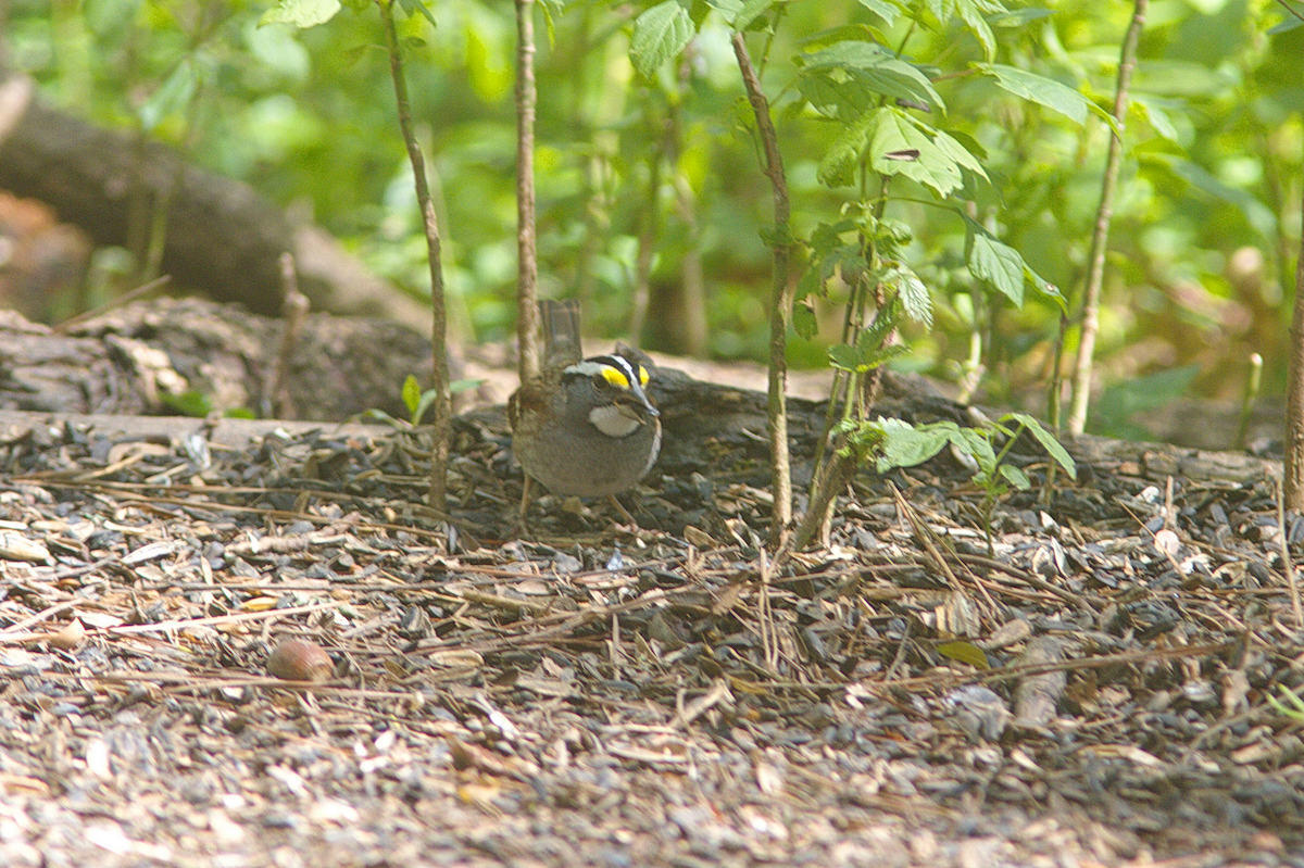 White-throated Sparrow - ML432961781