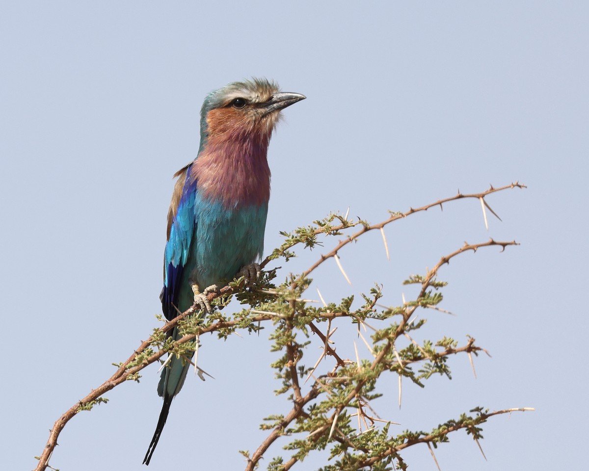 Lilac-breasted Roller - ML432961841
