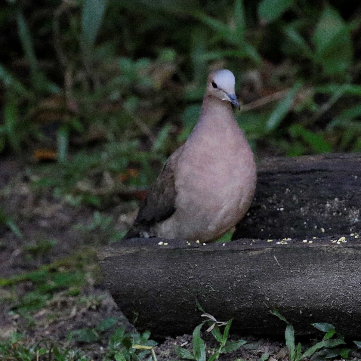 Gray-fronted Dove - ML432964621
