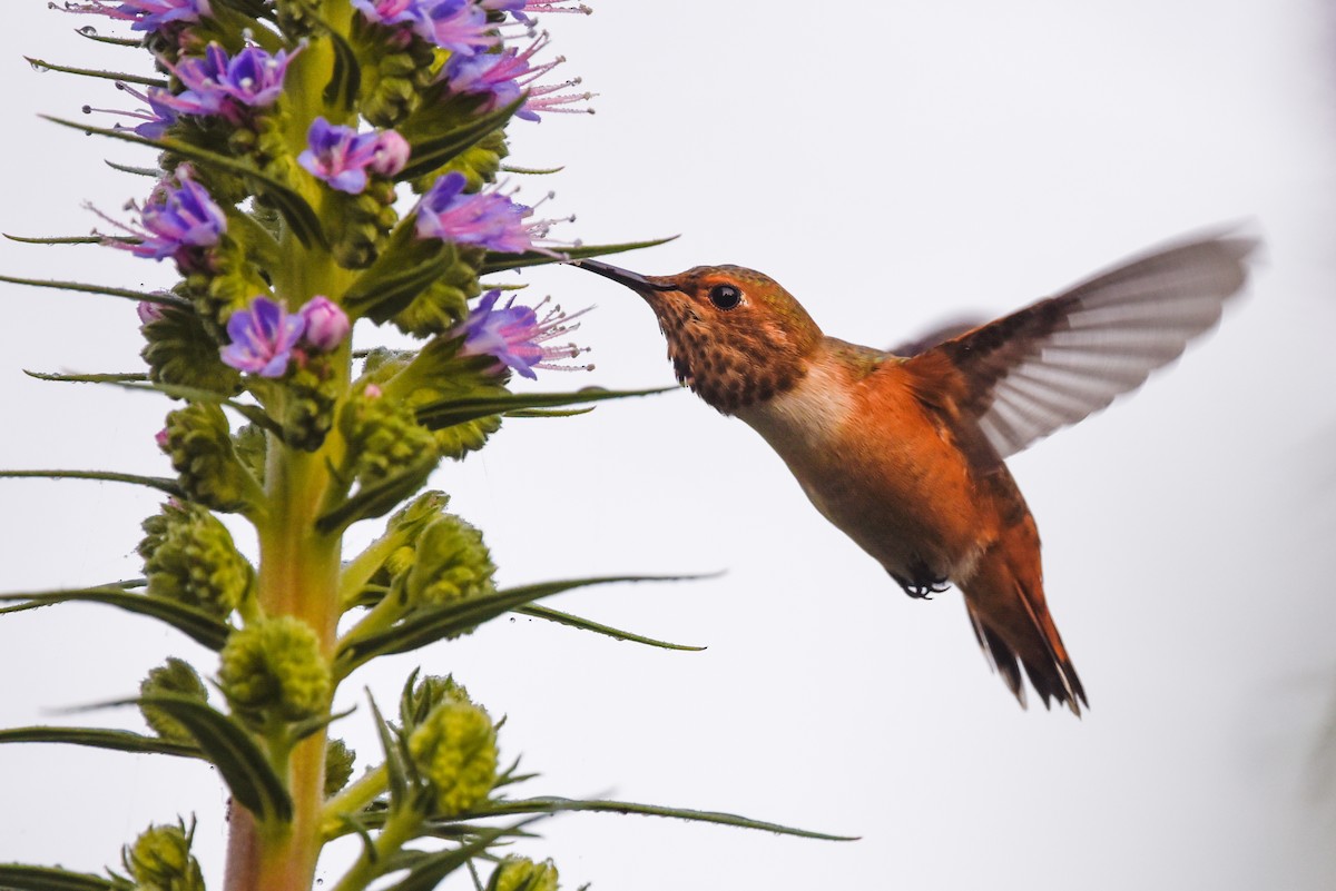 Rufous/Allen's Hummingbird - Gizella Nyquist