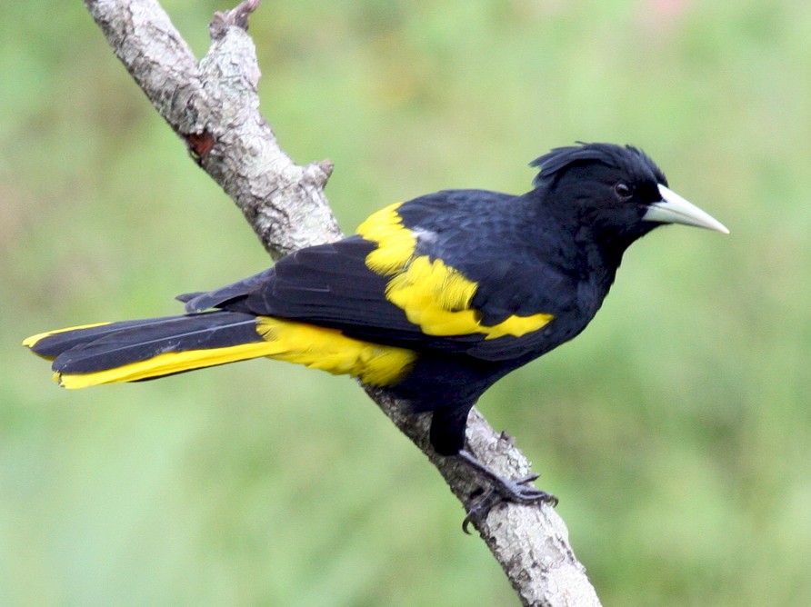 Yellow-winged Cacique - eKuşbank