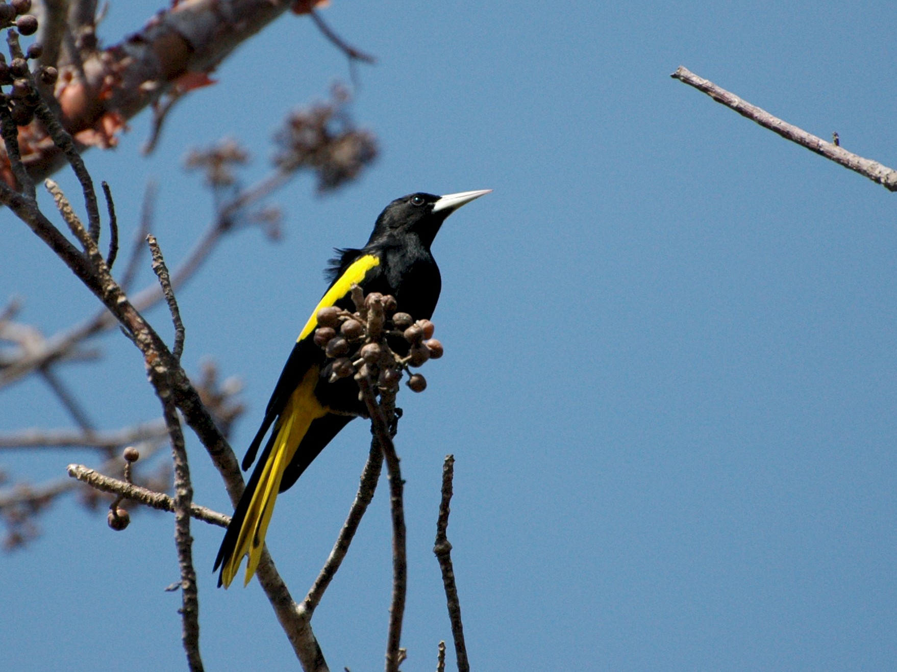 Yellow-winged Cacique - Philippe Bigué