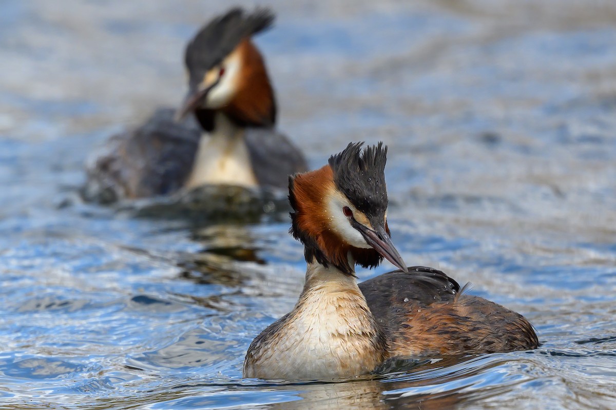 Great Crested Grebe - ML432966901